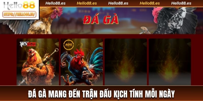 Đá gà mang đến trận đấu kịch tính mỗi ngày